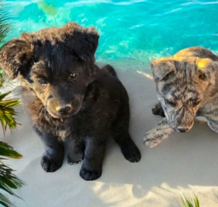 Photo of RETREIVER PUPPIES