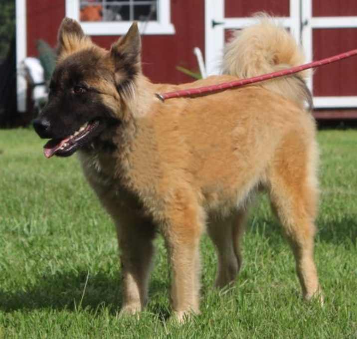 Photo of Stryker-14wks-Neuter Contract Required $425