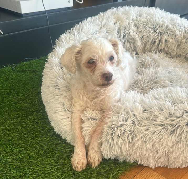 Photo of Trixie