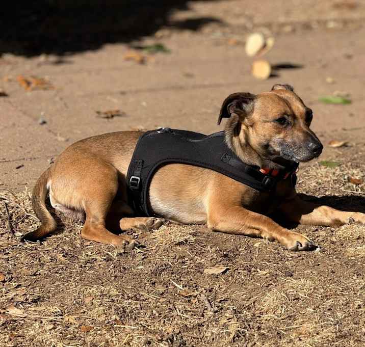 Photo of Oscar