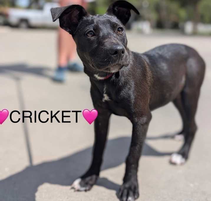 Photo of Cricket