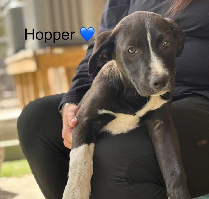Photo of Hopper