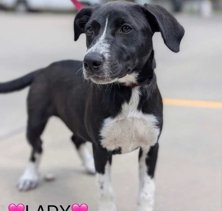 Photo of Lady