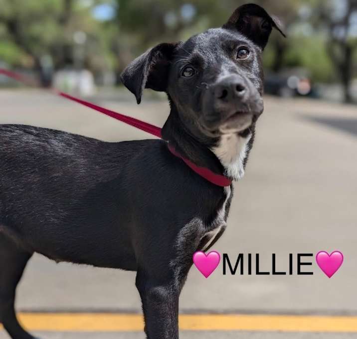 Photo of Millie