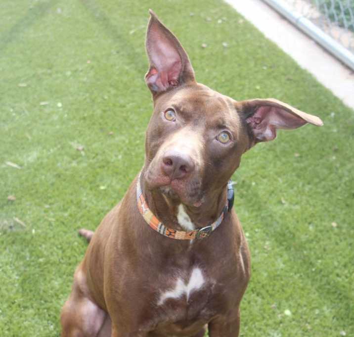 Photo of Scooby