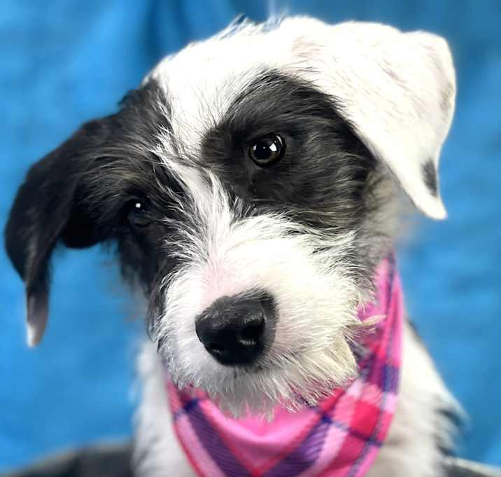 Photo of Sage