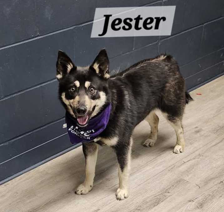 Photo of Jester