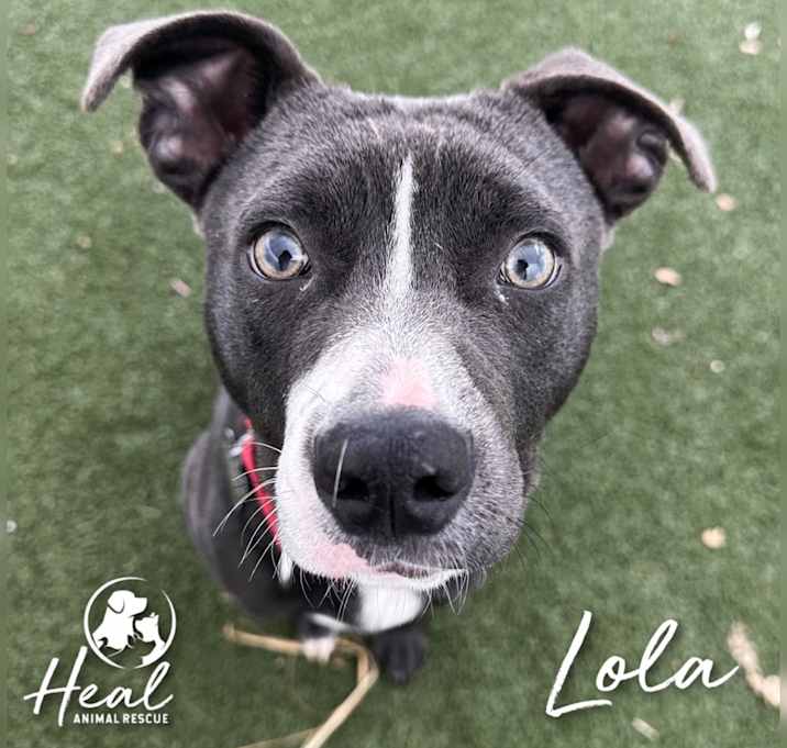 Photo of Lola