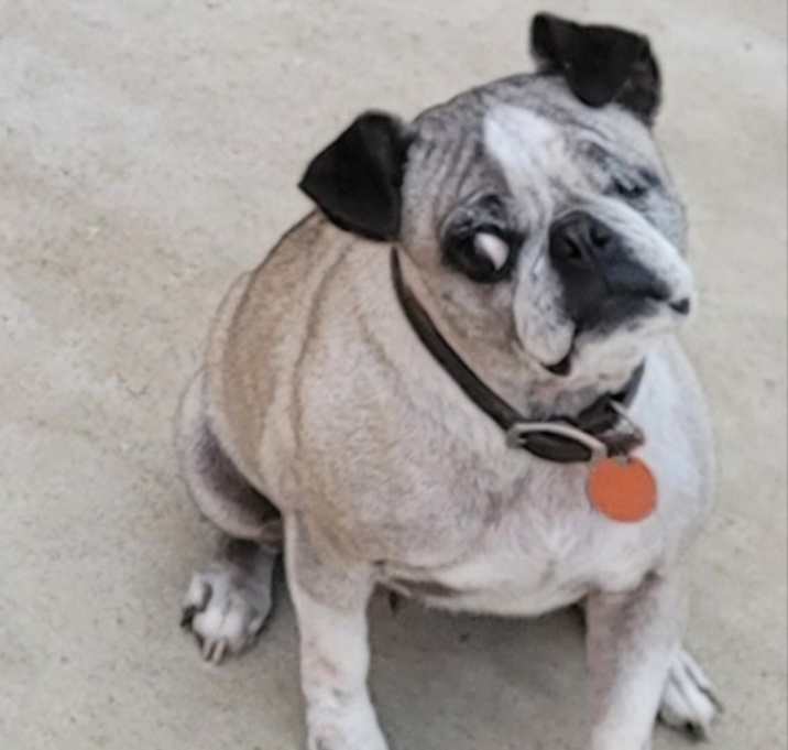 Photo of Bella