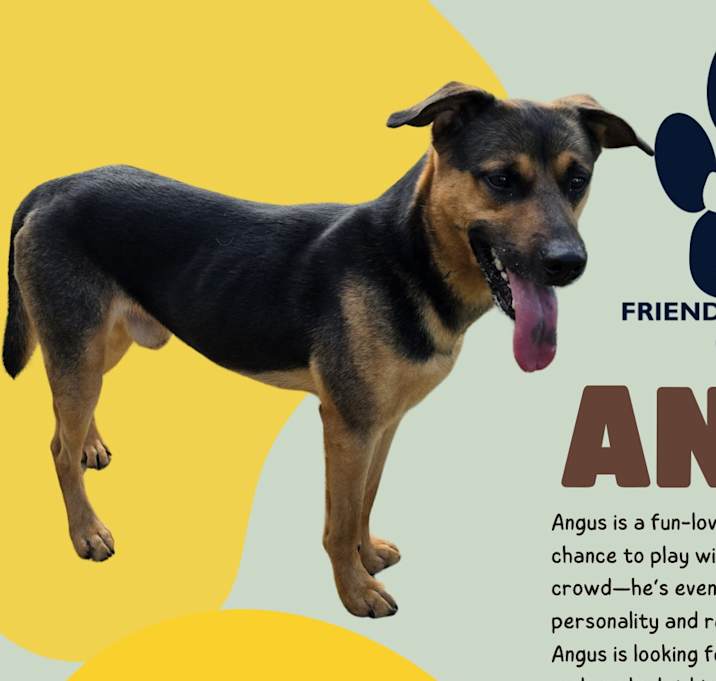 Photo of Angus