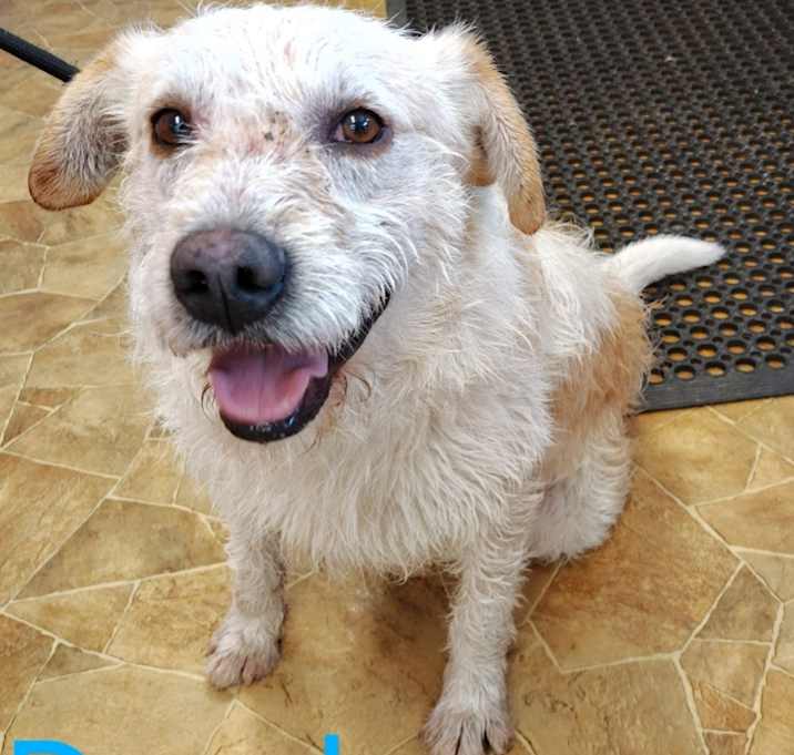 Photo of Dandy