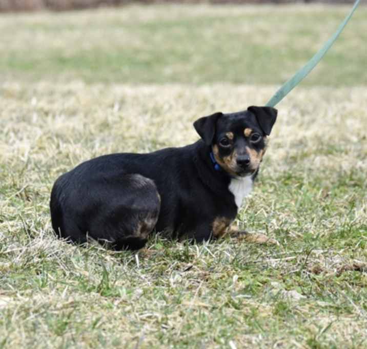 Photo of Lacey