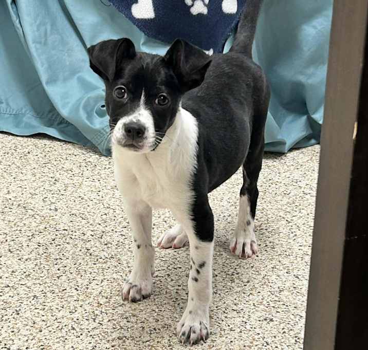 Photo of Dasher