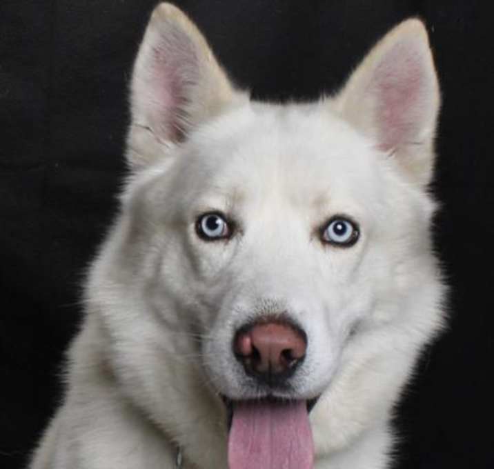 Photo of *SNOWY