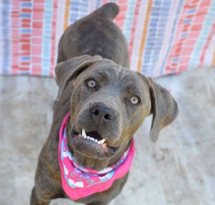 Photo of Gypsy