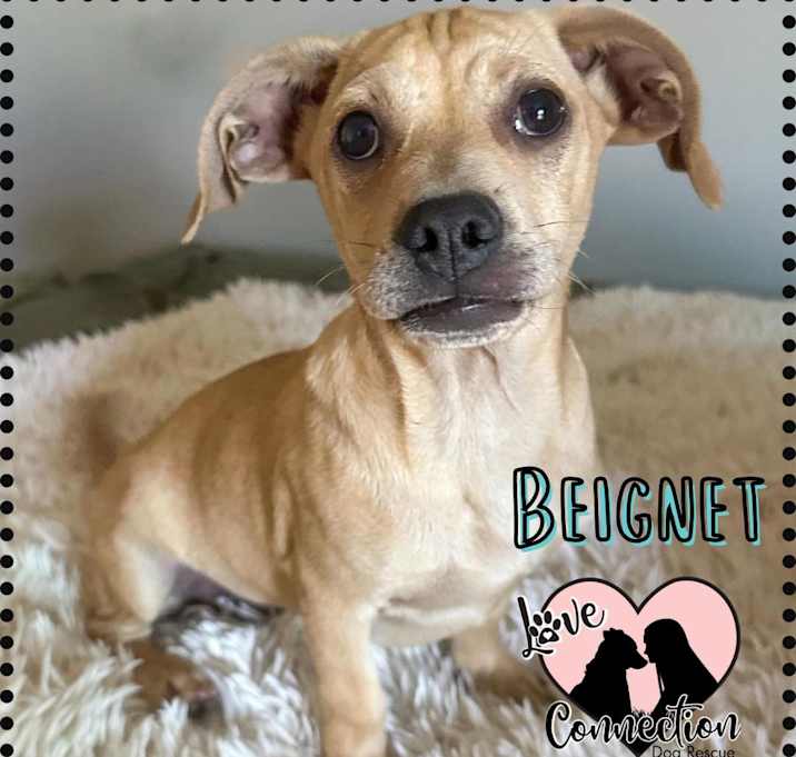 Photo of Beignet