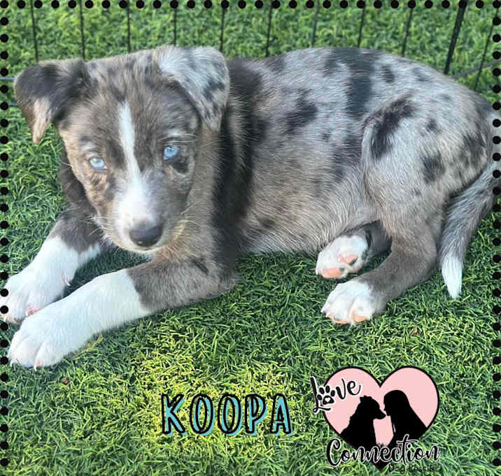 Photo of Koopa