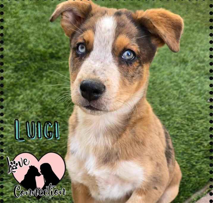 Photo of Luigi