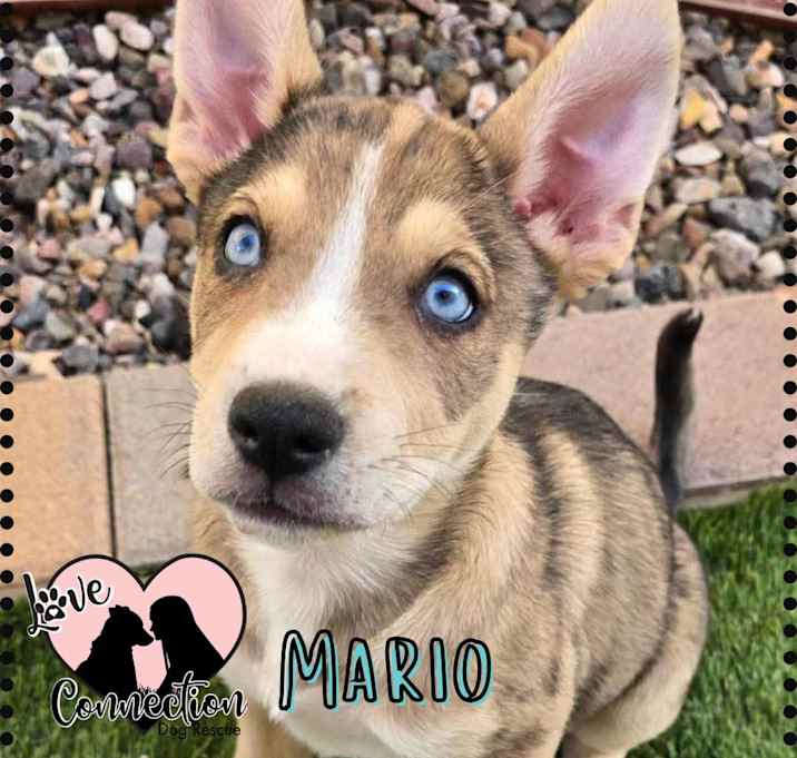 Photo of Mario