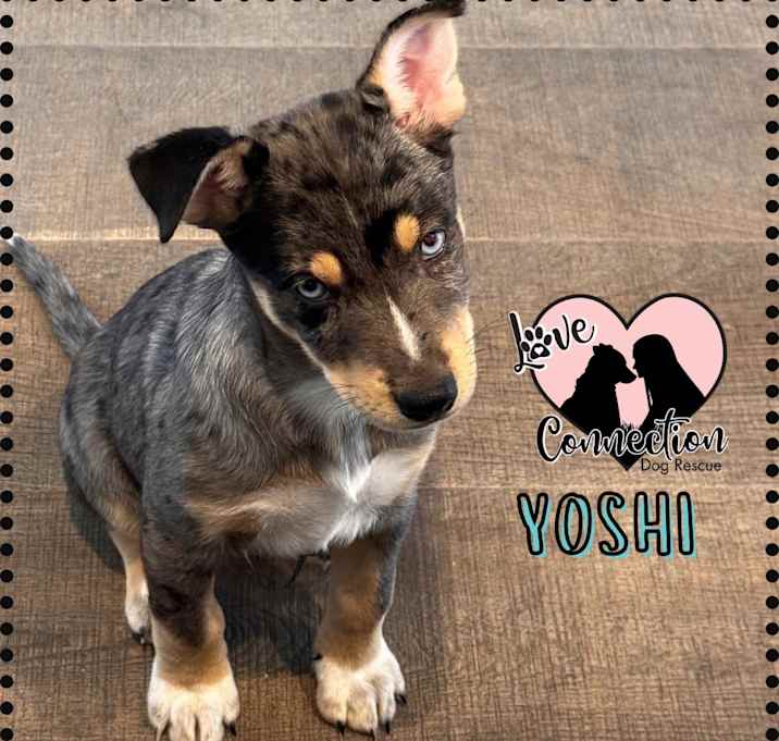 Photo of Yoshi