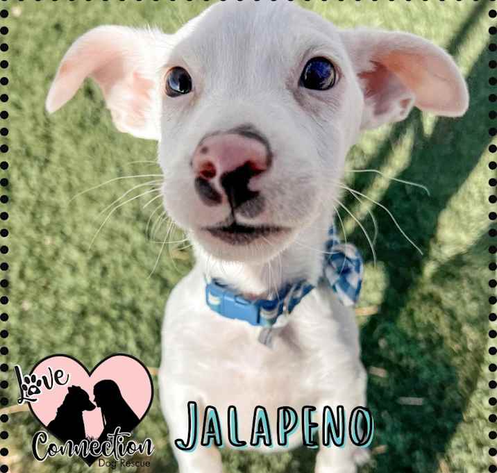 Photo of Jalapeno