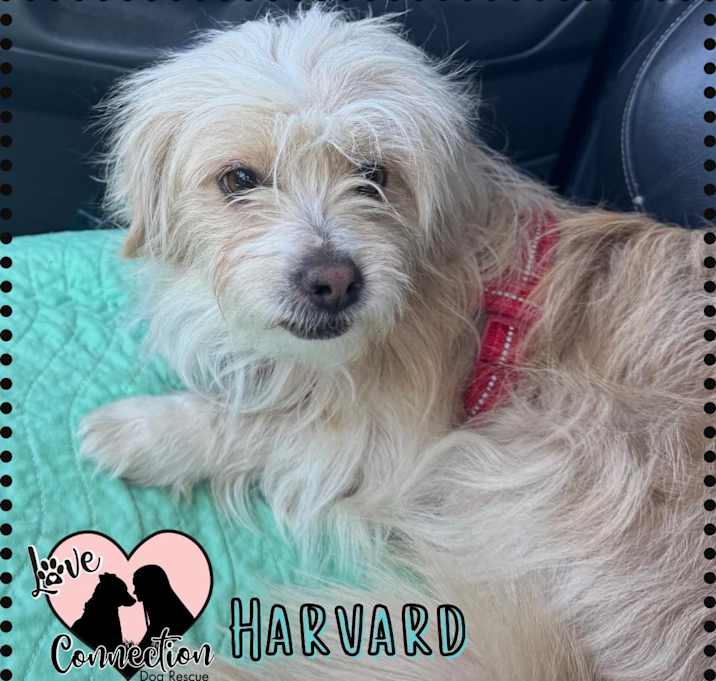 Photo of Harvard