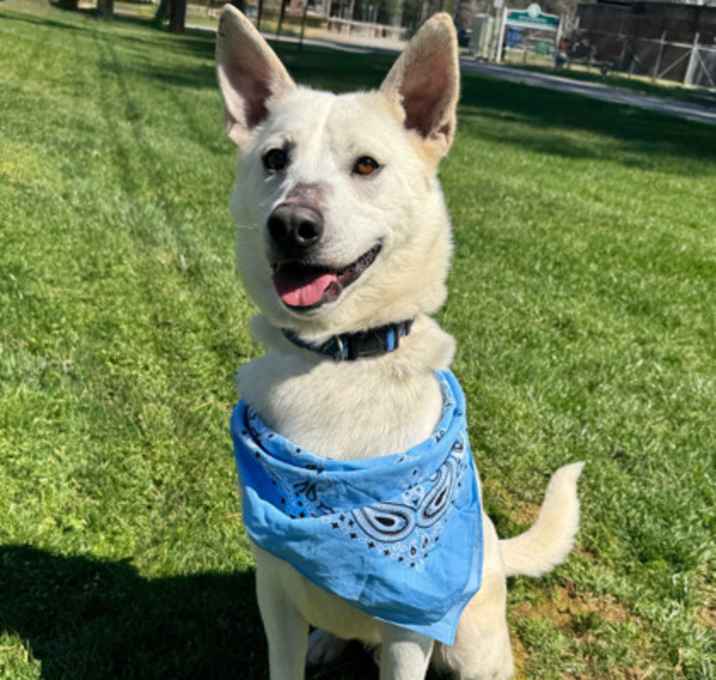 Photo of Apollo