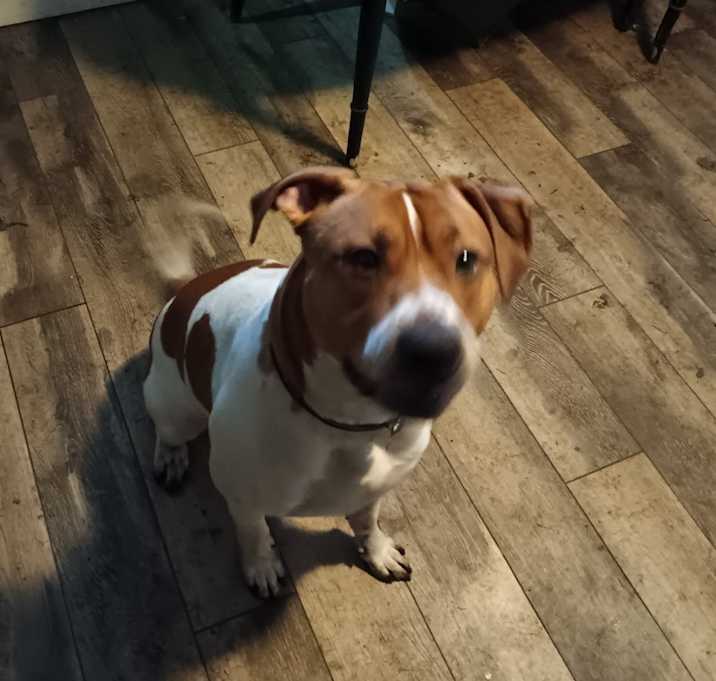 Photo of Bruno