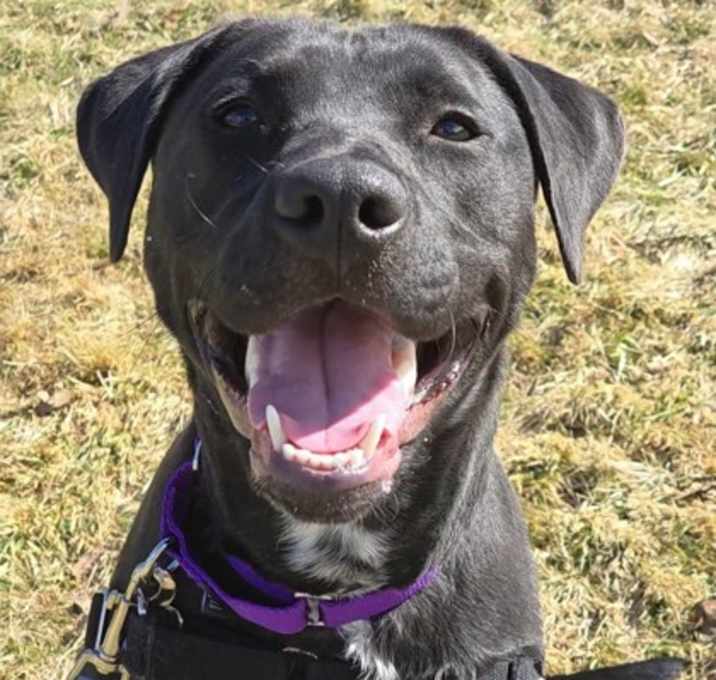Photo of Stella