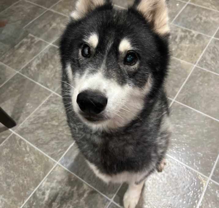 Photo of Orion
