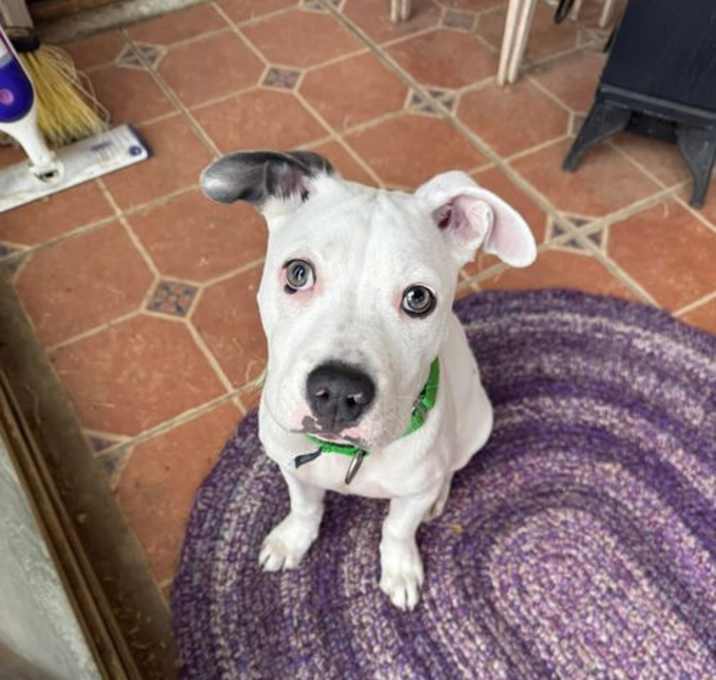 Photo of Daisy