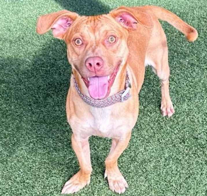Photo of Ginger