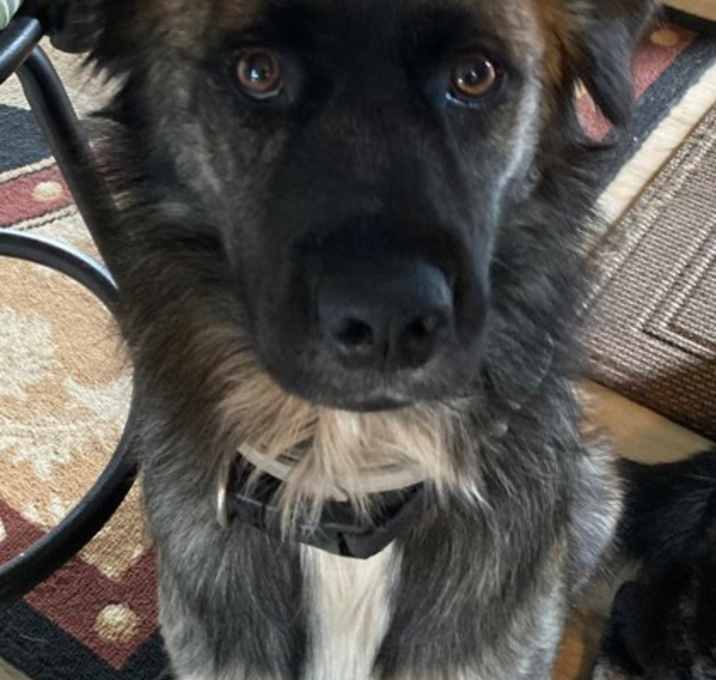 Photo of Ghost *Rowdy*