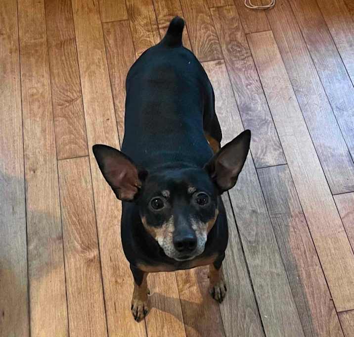 Photo of Bear