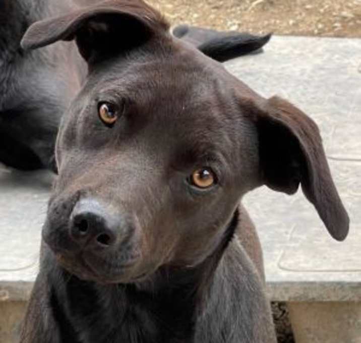 Photo of Pistol