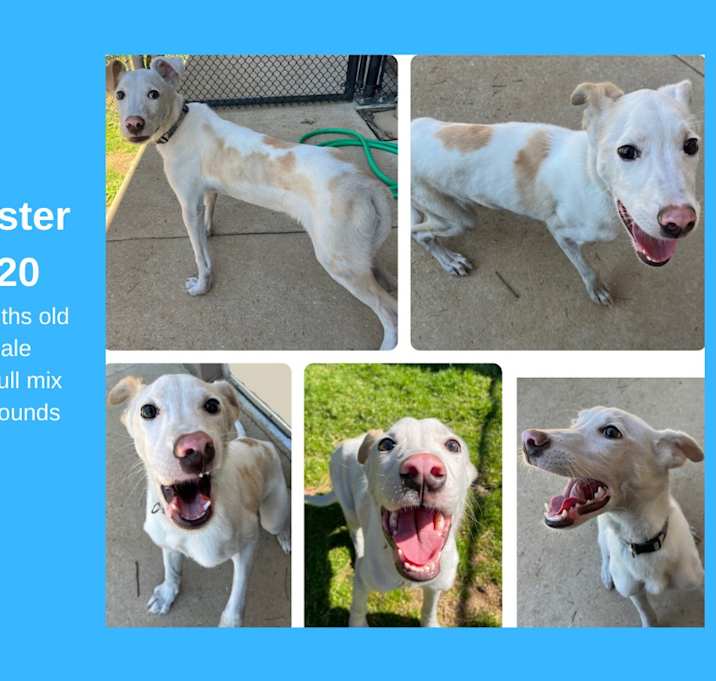 Photo of Buster