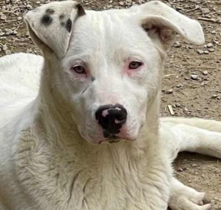 Photo of Spot