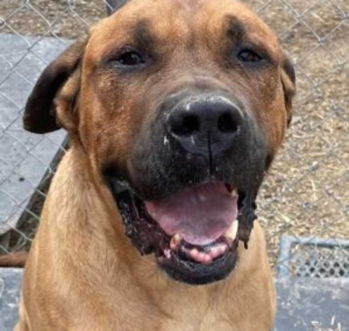 Photo of Drako
