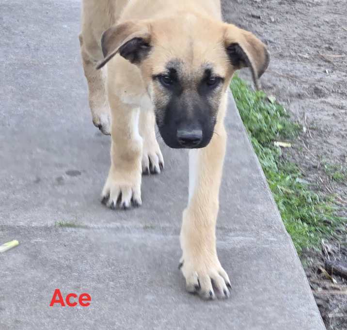 Photo of Ace