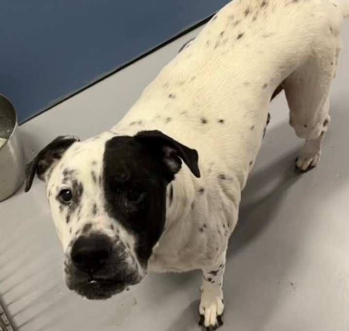 Photo of Pongo