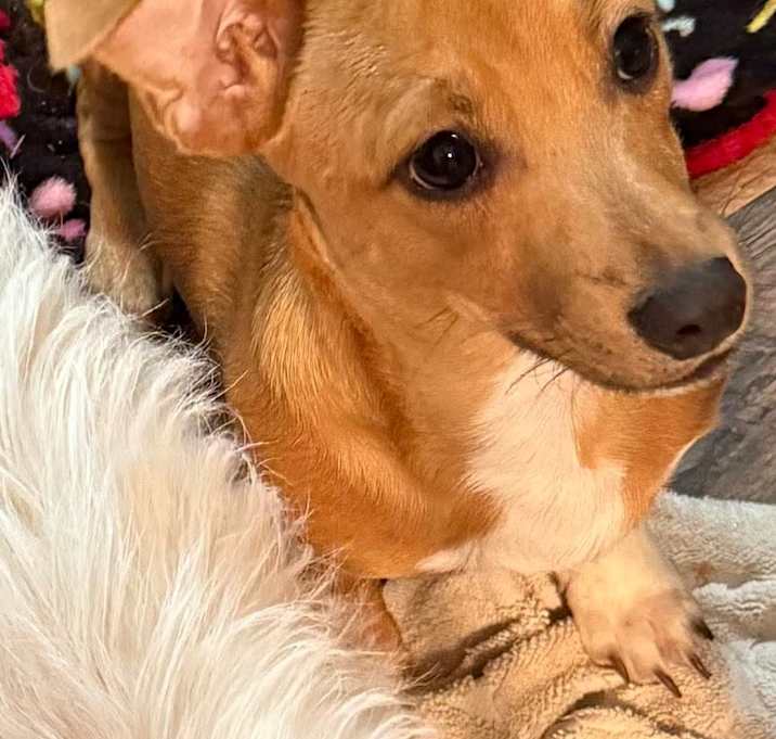 Photo of Scooby sweet & playful puppy