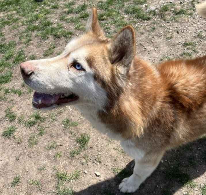 Photo of Timber