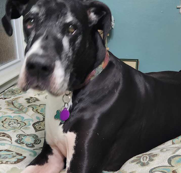 Photo of Bailey