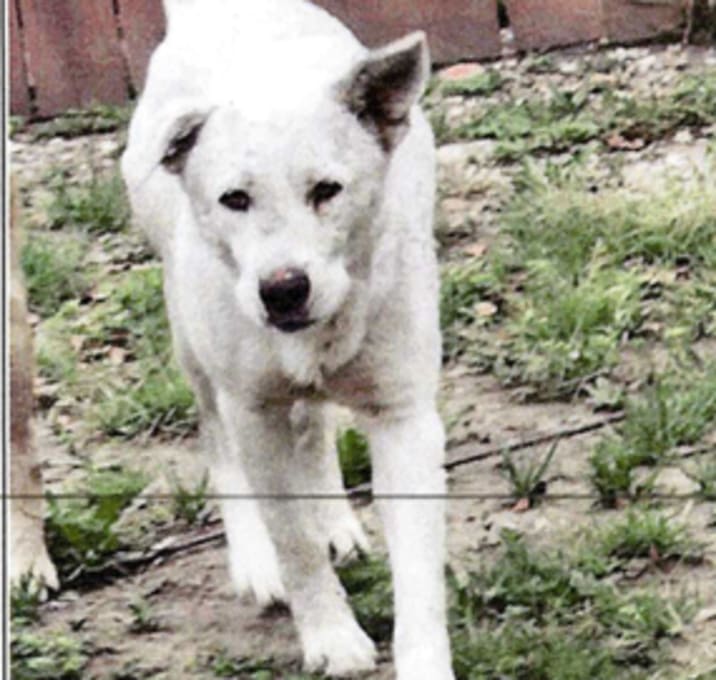 Photo of Rascal