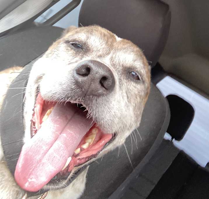 Photo of Ace