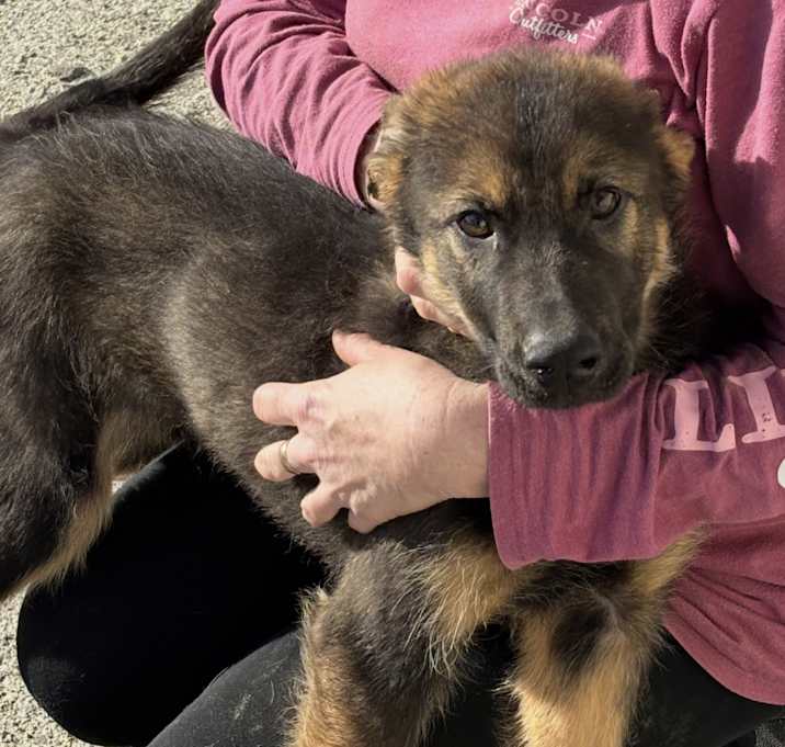 Photo of Max