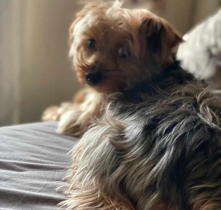 Photo of Shiloh