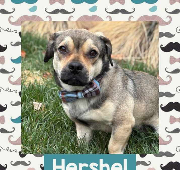 Photo of Hershel