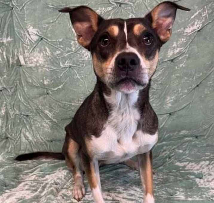 Photo of Bruno