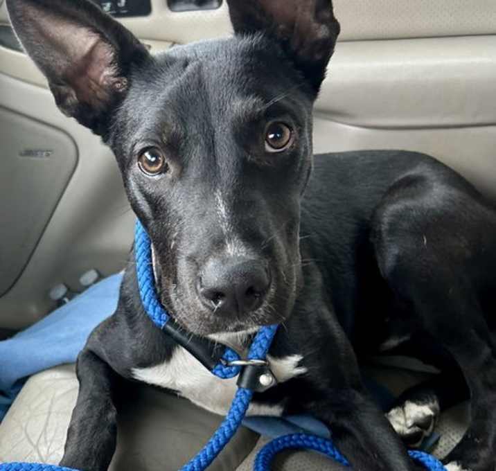 Photo of Bojangles